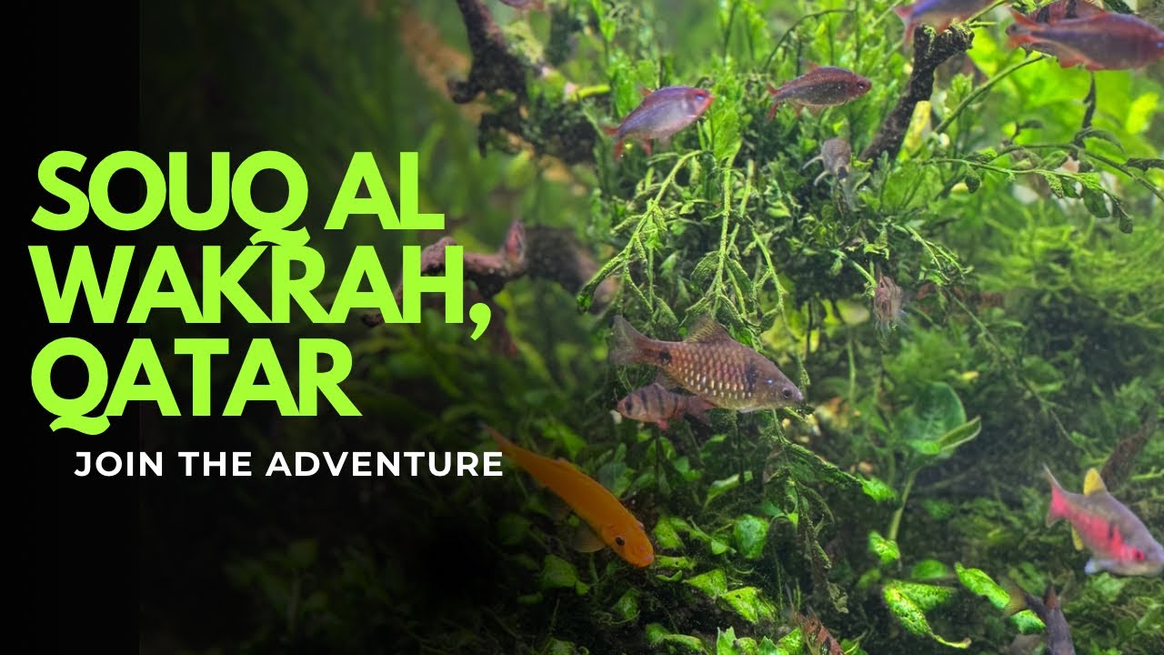 Lets explore souq Al wakrah, Qatar. Detailed tour. 