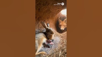 Fox Snatches Baby Rabbit in Underground Burrow! 🦊🐰#viral #cat