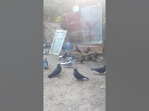 самарские голубятники. донецкие голуби в самаре. самарские голубятники. голуби самары. голуби и голубятники самары.