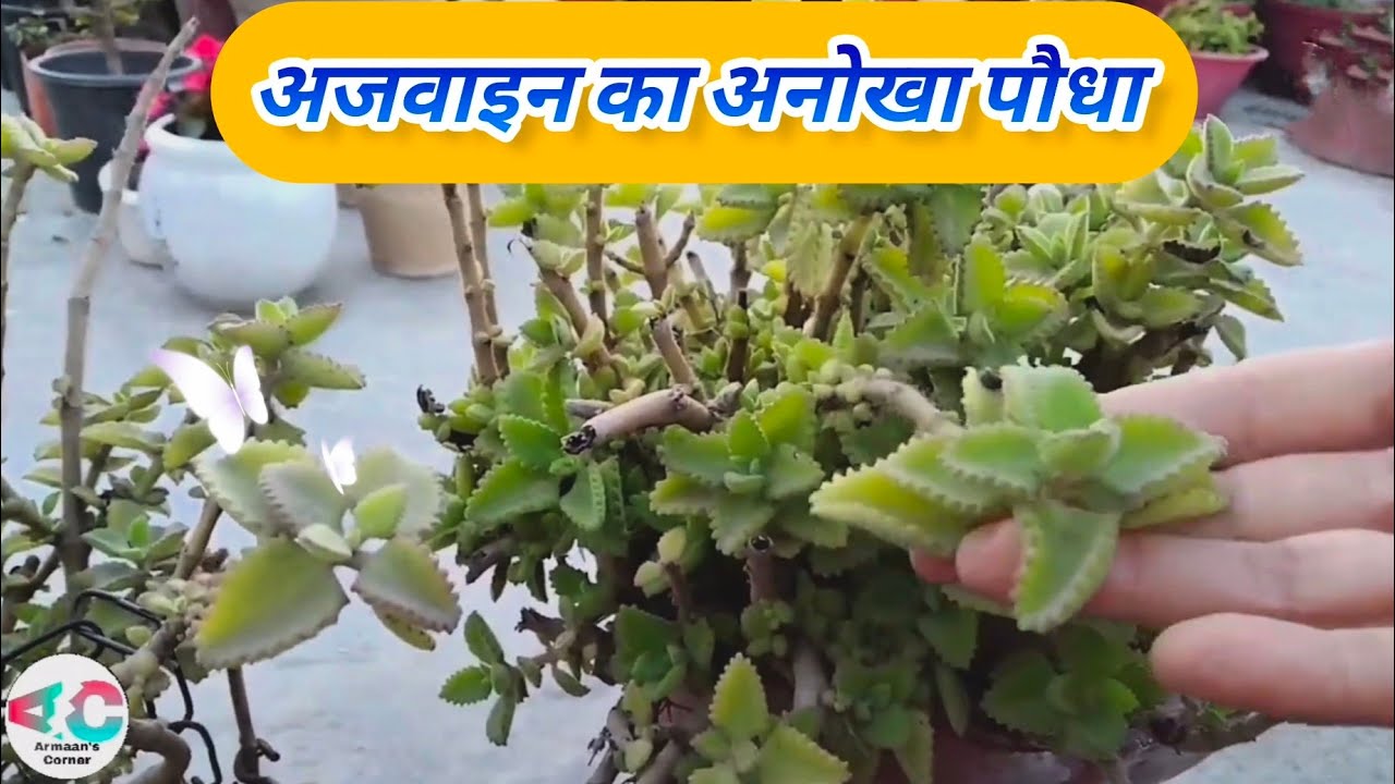 full information about ajwain plant YouTube