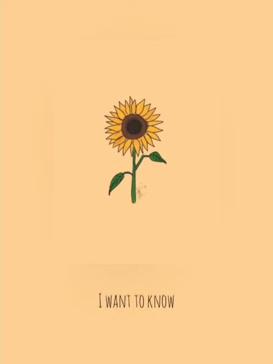 Sunflower - Rex orange