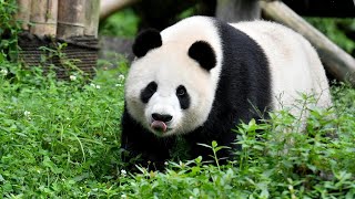 Live: Virtual encounter with giant pandas – Ep. 30 可爱预警！与国宝大熊猫"云相遇"