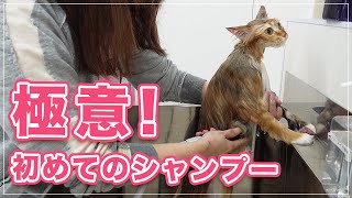 【ココちゃん、ネネちゃん】シャンプーの極意、初めての猫ならここまで気を配れ！【MIX】 by キャットグルーマーTV 26,723 views 5 months ago 15 minutes