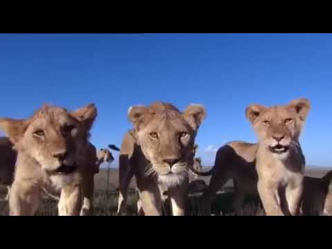 Le Roi Lion SIMBA - Film Complet En Français  B A G