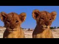 Le Roi Lion SIMBA - Film Complet En Français  B A G Mp3 Song