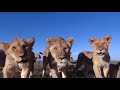 Le roi lion simba  film complet en franais  b a g