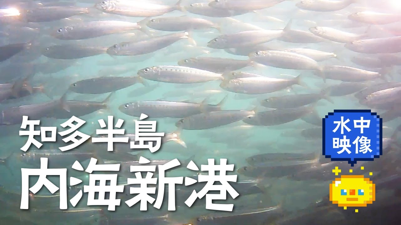 【水中映像】知多半島　内海新港　水中映像 / Underwater video