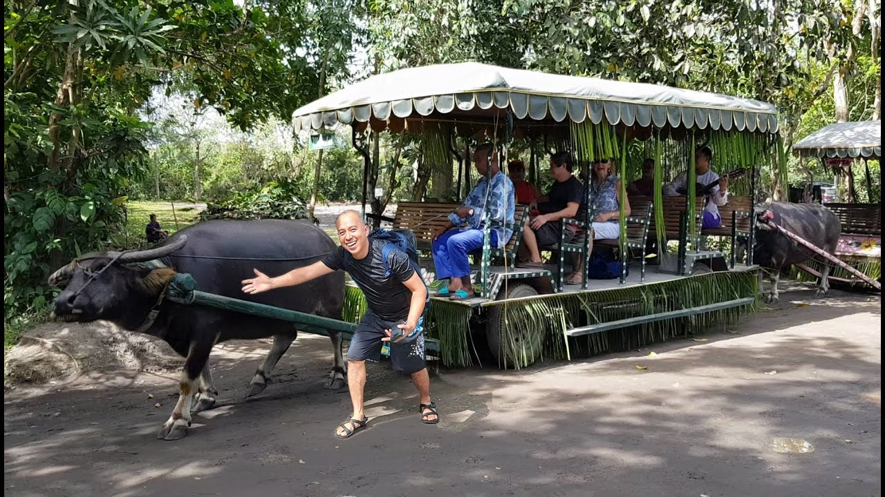 Carabao (water buffalo) cart ride @ Villa Escudero - YouTube