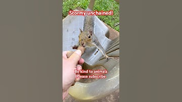 Squirrel attack pt-2 #love #squirrel #trending #shortsfeed #funny #viral #shorts #viralvideo #short