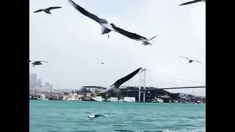 إن الله وملائكته يصلون على النبي __ سورة الأحزاب - إسلام صبحي