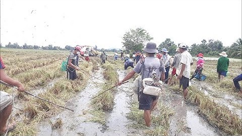 Đi bắt cá, xiệc cá mùa cắt lúa