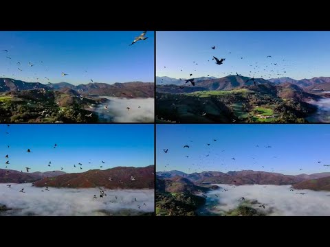 Un dron se cuela en un bando de palomas torcaces y graba estas bellísimas imágenes