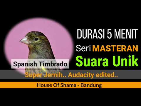 Seri Masteran Spanish Timbrado (super jernih)