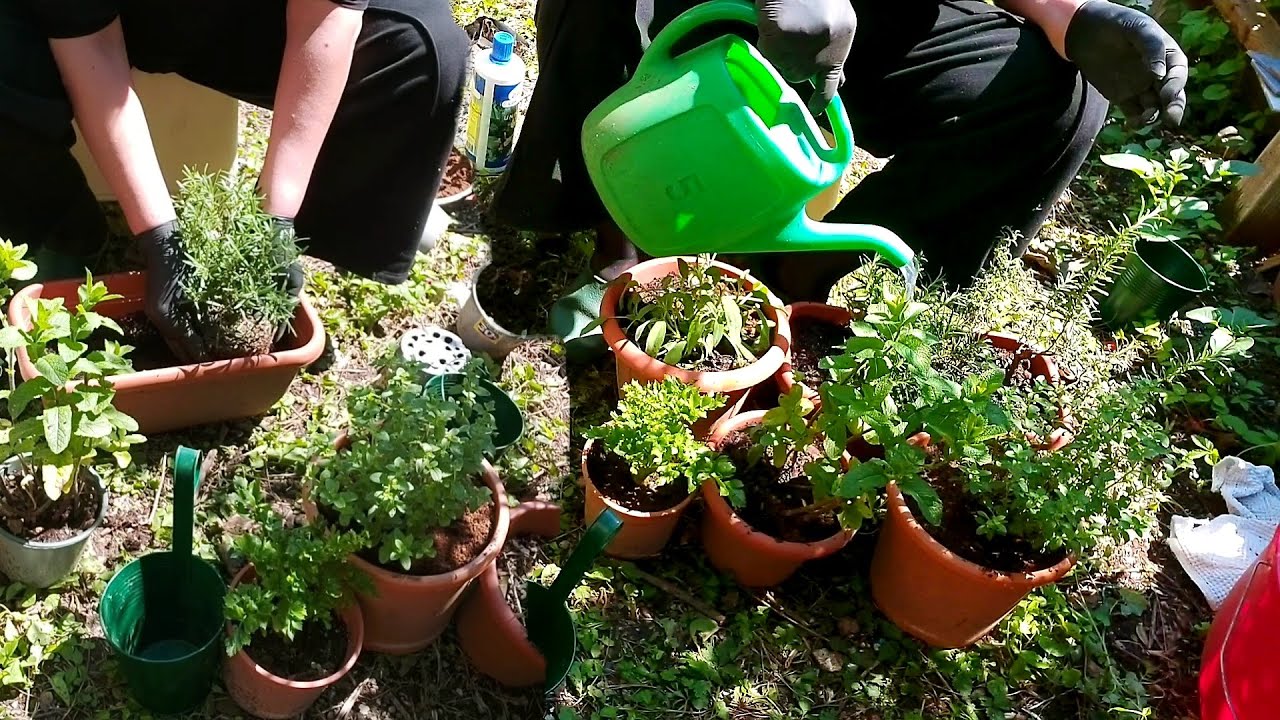 زراعة اكليل الجبل( ازير ) و مرددوش( maggiorana ) بالمنزل