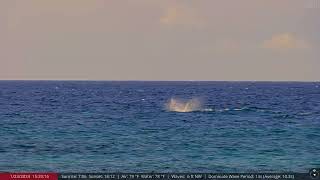 Jan 23, 2024:  Virtual Whale Watching in Maui, Hawaii (Humpback Whales!)