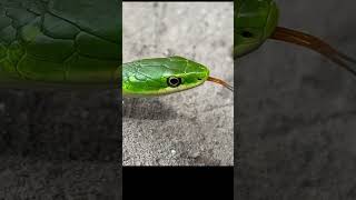 Green Snake Video Snek 🐍 #shorts