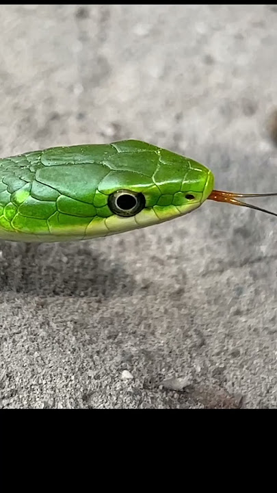 Green Snake Video Snek 🐍 #shorts