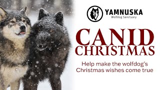 Make the Wolfdog's Christmas Wishes Come True! Canid Christmas at Yamnuska Wolfdog Sanctuary by Yamnuska Wolfdog Sanctuary 657 views 1 year ago 2 minutes, 2 seconds