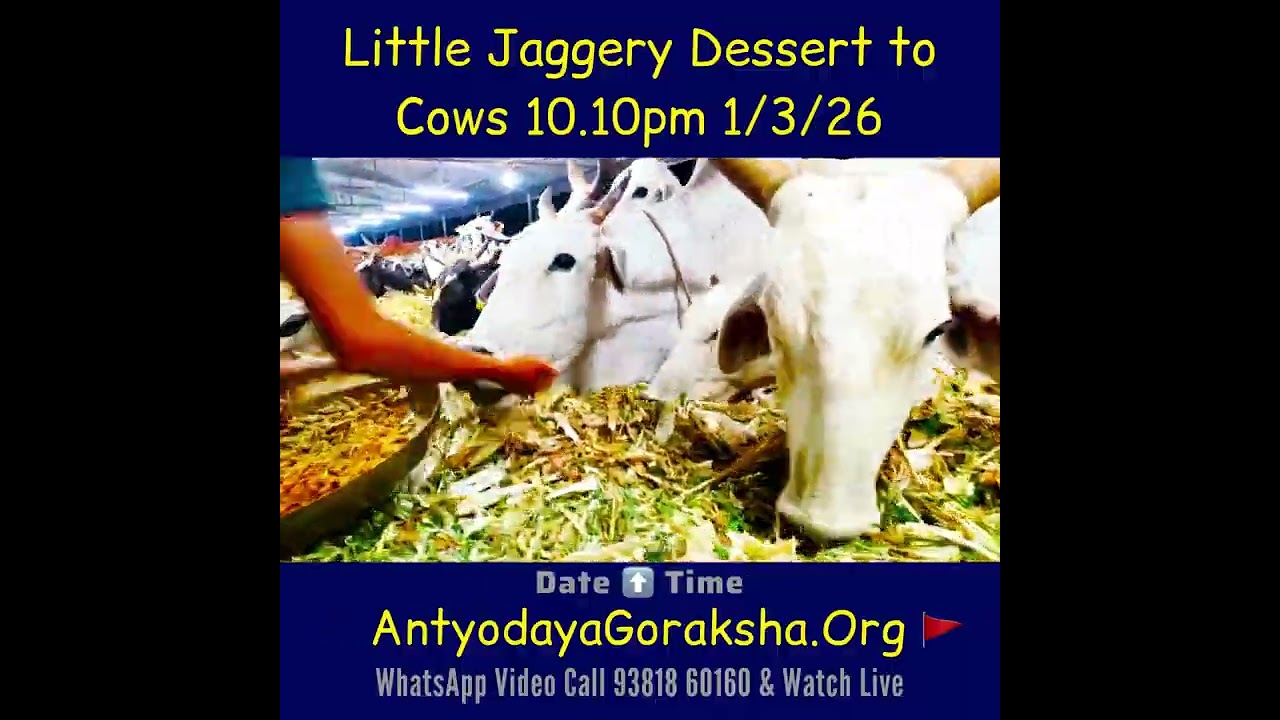 [01 Mar 2026] Green Grass High-Tea for Cows 🙏