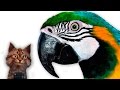 ➤ Интересные факты | Птицы | Попугаи | Семен Ученый
