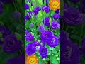 #amazing #beautiful #flowers #violet #colors