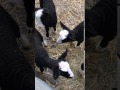 Easter zwartble lambs at heads of ayr farm park