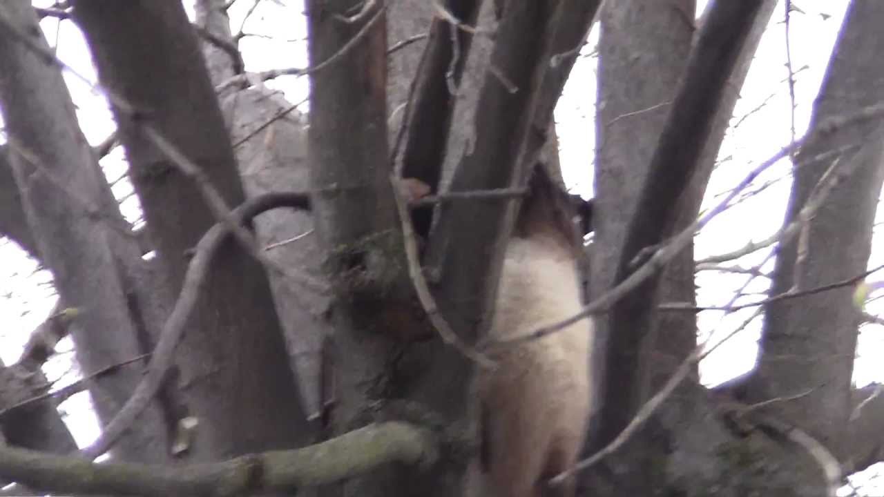 2-STASI SPY CAT VERSUS SQUIRREL