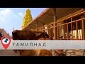 В отпуск в Индию. Часть 5. Тамил-Наду. Рамешварам