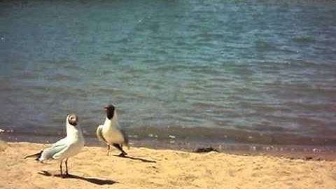 Summer - Calvin Harris ~Music video~