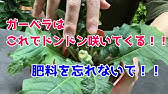 シクラメン 花が終わったらどうする 花後の管理 休眠のさせ方をご紹介 Youtube