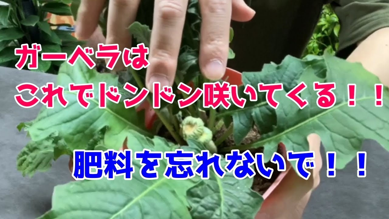 ガーベラの育て方 花が終わったらどうする 花がら摘みって手でやるの難しいよね Youtube