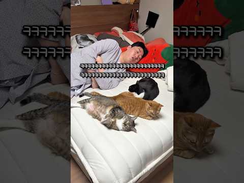 의리 없는 고양이