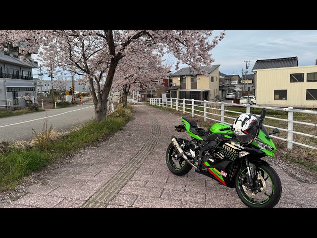 Cherry Blossom 🌸 ride #さくら🌸inジャパン🇯🇵zx25r kawasaki ninja