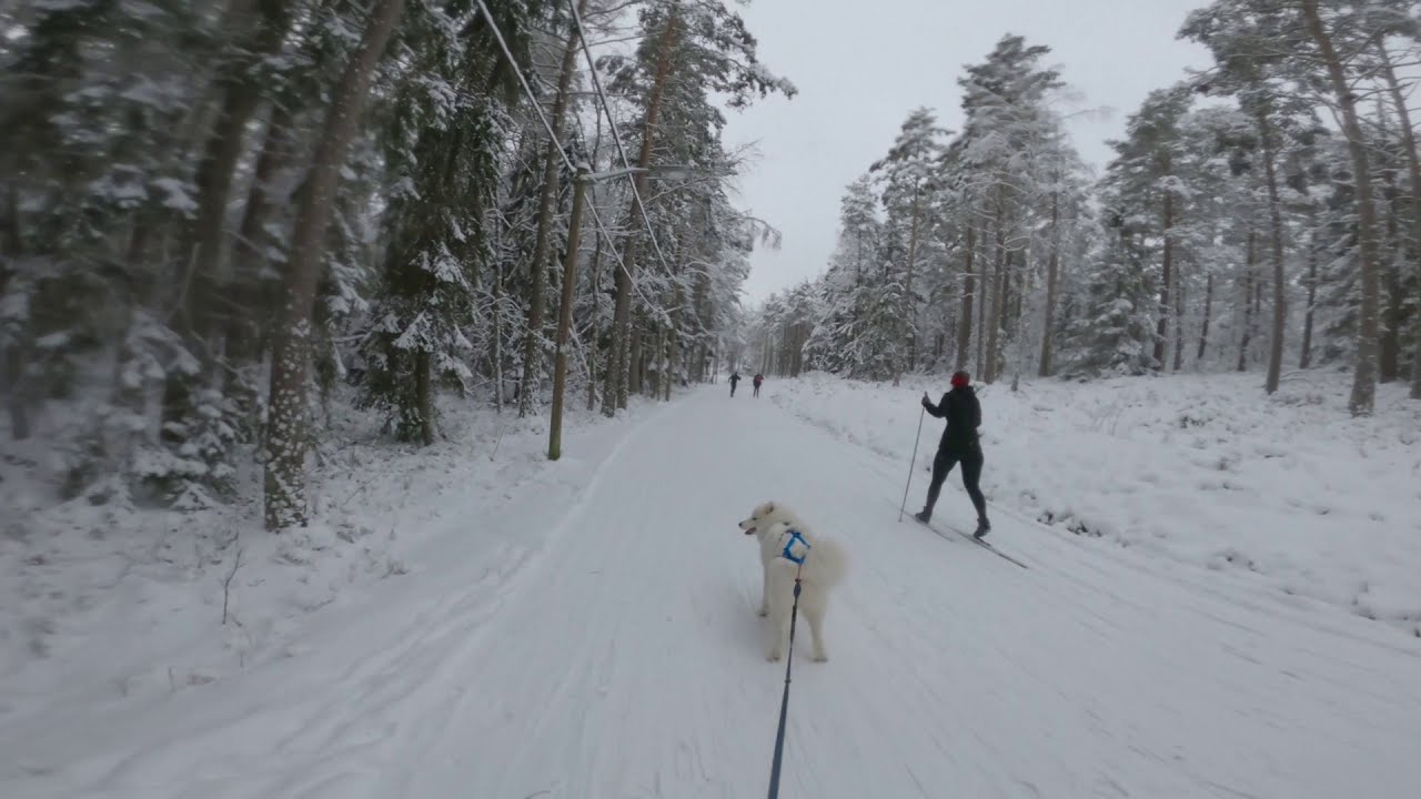 Samoyed skiing for the first time