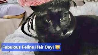 Relaxing Cat ASMR & Cute Hair Extensions! 🐾 | A CRAZY KITTEN CABOODLE ASMR screenshot 2