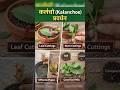 Kalanchoe plant propagation | कलंचो प्रसार | #kalanchoe #plants #propagation #gardening #plantcare