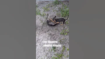 Two Beautiful Puppies Please Subscribe 