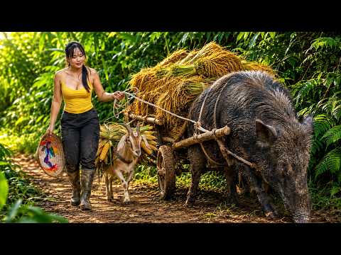 Strong Girl Brings Wild Boars to the Farm – Will Her Farm Succeed?
