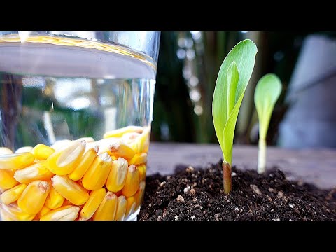 Video: Sembrar semillas y plántulas de maíz