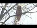 Barking Ural Owl  (Strix uralensis) in Slovakia