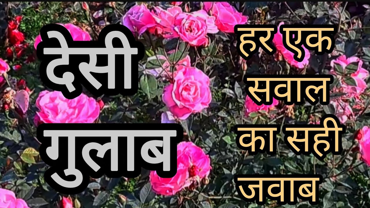फरवरी में देसी गुलाब पर करें 5 काम और पाएं पूरे साल फूल |Desi rose plant caretips and fertilizer 