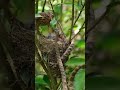 You Won’t Believe This Mother Bird’s Speed! ⚡🔥