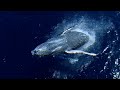 Baleines à bosse - Saut - Vidéo 360 - Réunion août 2023