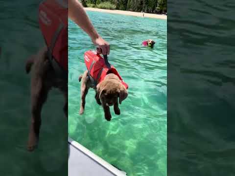 Chesapeake Bay Retrievers swim in Lake Tahoe wearing life jackets!
