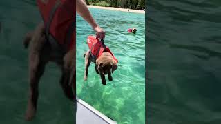 Chesapeake Bay Retrievers swim in Lake Tahoe wearing life jackets!