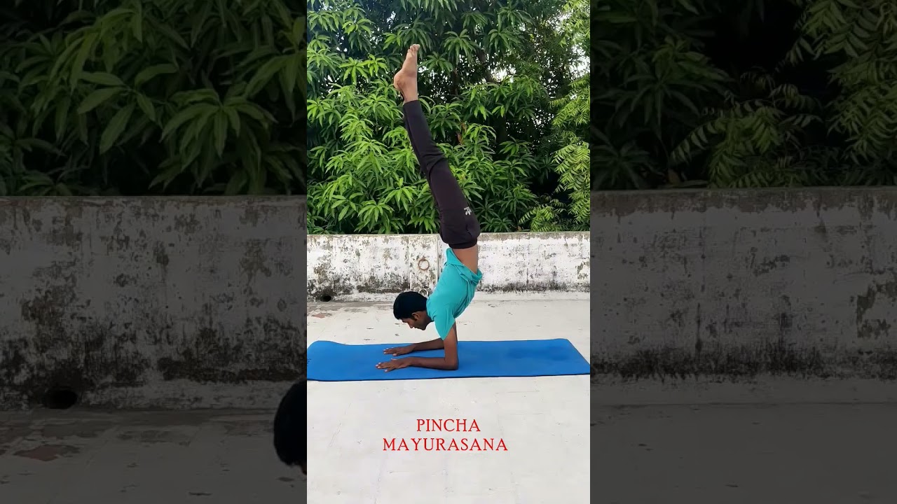 PINCHA MAYURASANA Hand Balance Yoga