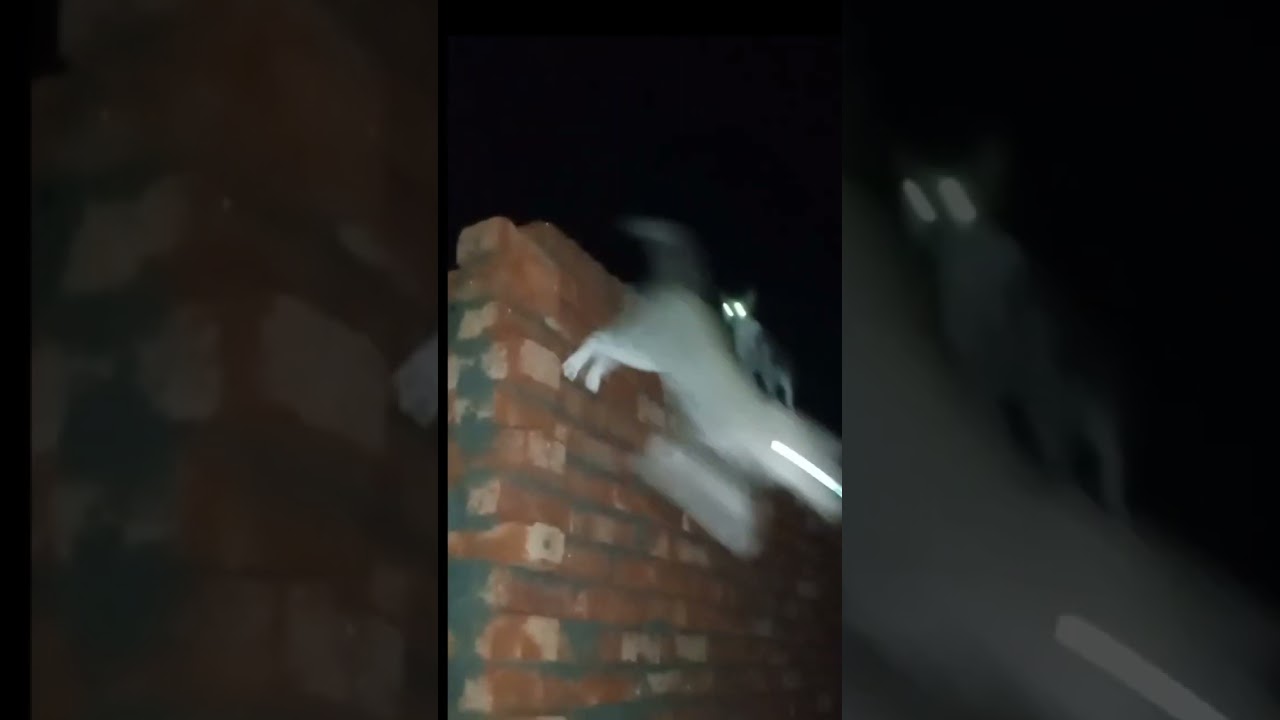 Tapetum lucidum  || A reflecting material behind retina.