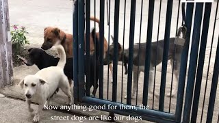 The Wonderful Changed Of The Street Dogs In A Village