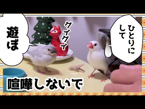 【喧嘩すなー】かまってちゃん風ちゃんと一人でいたい文ちゃん　文鳥それぞれの性格　Java sparrow