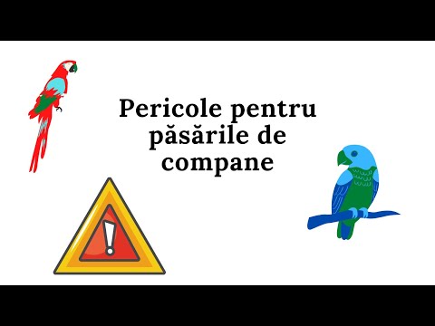 Video: 5 cele mai comune mituri despre îngrijirea animalelor de companie